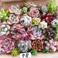2019 多肉植物 寄せ植え 78 多肉植物寄せ植えセット - メルカリ