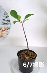 沖縄県産 がじゅまる(ミニサイズ)のサムネイル
