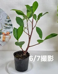 沖縄県産 がじゅまる ④のサムネイル