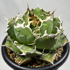 アガベ 鉢植発送 BB錦 斑入り ボール型極上血統 スペシャル個体 希少OC