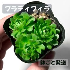 ロスラリア プラティフィラ抜き苗 - メルカリ