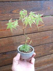 B216 有明もみじ 希少 有明紅葉 盆栽 - メルカリ