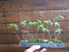 ②太幹欅 (ケヤキ) ミニ盆栽 素材♪ 幹が太めのケヤキです♪ 大木感の