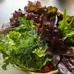 🥬ミックスレタス🥗サラダセット🍅野菜詰め合わせ　 長野県産　栽培期間中農薬不使用❗️のサムネイル