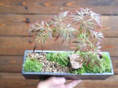 No.65 もみじ寄せ植えの石付き - メルカリ