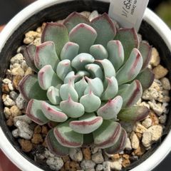 ザラゴーサSPノバ 優木園 多肉植物 カット苗 - メルカリ