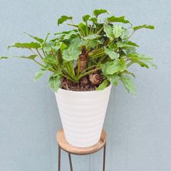 現品］【希少】7番 フィカス グランディス 曲がり 10号 観葉植物 室内