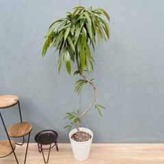 現品］【希少】7番 フィカス グランディス 曲がり 10号 観葉植物 室内