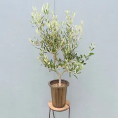 ［現品］16番　創樹　オリーブ　ミッション　6号　観葉植物　ベランダ　SOUJU オリーブの木 おしゃれのサムネイル
