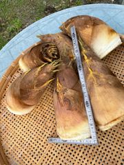 現物 たけのこ タケノコ 10kg - メルカリ