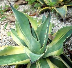 ovatifolia Lava Flow オバティフォリア ラバフロー 薄斑中斑 - メルカリ