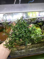 Bucephalandra sp. Kabupaten TZ便 メタルブセ - メルカリ