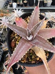 Opuntia gomei 'Old Mexico' オプンチア ゴメイ オールドメキシコ