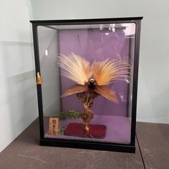 ♭ 鷹 剥製 ガラスケース付き オブジェ - メルカリ