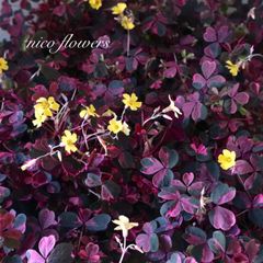 希少♡斑入り♡エバーフレッシュ♡ネムの木♡観葉植物♡インテリア