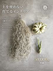 エアープランツ キセログラフィカ＆ウスネオイデス＆ストレプトフィラ