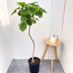 フィカス ウンベラータ 10号 気根 157cm - メルカリ