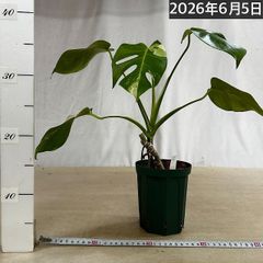 現品】モンステラ・デリシオサ・バリエガタ・イエローモンスター 8号