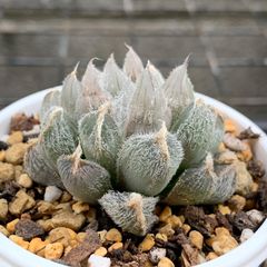 多肉植物　ハオルチア　白狐伝錦　極上斑 多肉植物 ハオルチア 白狐伝錦 極上斑 - メルカリ