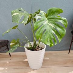 現品］【希少】30番 クワズイモ 斑入り 8号 白斑 観葉植物 室内 レア