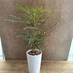 ネムノキ 斑入り 白斑 希少種 | Mercari