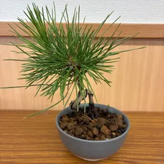 黒松　クロマツ　ミニ盆栽　初心者　ちいさい　かわいい　おしゃれのサムネイル