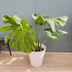 在庫］【希少】フィカス アフリカンプリンス 8号 観葉植物 室内 大型