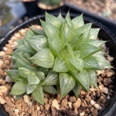 Top【選抜株】多肉植物 8048シアキ 10個 鉢無し/脱土 - メルカリ