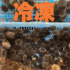 냉동 3kg [무료배송] 성게, 미끼용 돌돔, 도미 낚시
