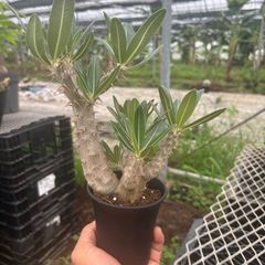 パキポディウム グラキリス 実生 5年株 鉢植え発送 5号鉢 - メルカリ