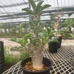 Adenium obesum variegata アデニウム・オベスム 斑入り - メルカリ