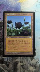 MTG 水蓮の谷間 Lotus Vale ウェザーライト 日本語 - メルカリ