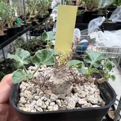 珍奇塊根植物ボスウェリア フレレア 実生株 鉢ごと発送　レア品種11 か*ん様 珍奇塊根植物ボスウェリア フレレアナ実生株 鉢ごと発レア品種