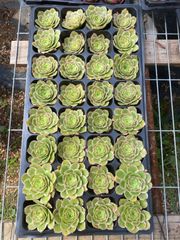 新入荷 24株の抜き苗セット ハマリー 多肉植物 佐川急便発送