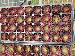 Top【選抜株】多肉植物 360452レッド キャット 21個 プラグトレー苗