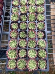 新入荷 24株の抜き苗セット ハマリー 多肉植物 佐川急便発送
