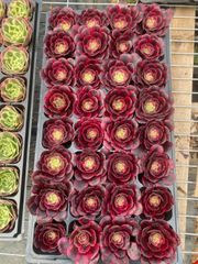 新入荷 24株の抜き苗セット ハマリー 多肉植物 佐川急便発送