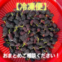 クール便【桑の実マルベリー】ショップ名_寿美果樹園Kotomi ←検索して