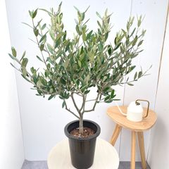 オリーブの木 イタリア製 テラコッタ鉢植え エルグレコ H110 - メルカリ