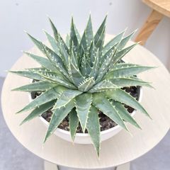 アロエ ペッキー×ヘミンギー ペキヘミ 多肉植物 大株 1287 - メルカリ