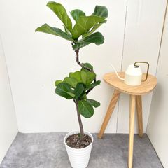 B級品/大型観葉植物】波打つ大きな葉が魅力♪フィカス
