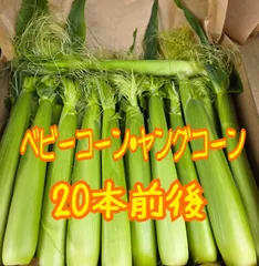 朝採り　ベビーコーン　ヤングコーン　２０本前後のサムネイル