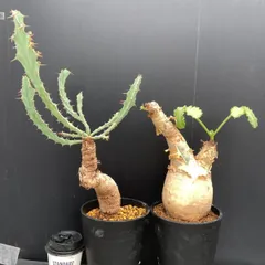 2026年最新】塊根植物 セットの人気アイテム - メルカリ