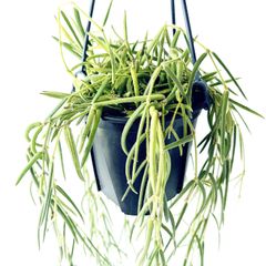 フペルジア ゴエベリー 青みがかったシルバーリーフ 観葉植物 室内