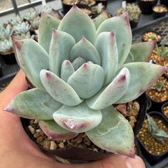 Top【選抜株】多肉植物 362456ワイルドコロラータ 40個 鉢無し/脱土