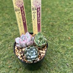 多肉植物 カット苗セット おらいさん苗入り - メルカリ