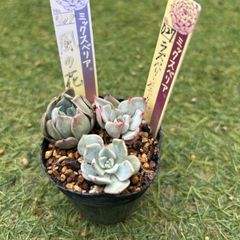 多肉植物 カット苗セット おらいさん苗入り - メルカリ