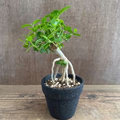 幹極太 多幸の木 ガジュマル 天然苔仕立て 陶器鉢 植え込み発送 - メルカリ