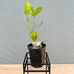 在庫］【希少】フィカス アフリカンプリンス 8号 観葉植物 室内 大型