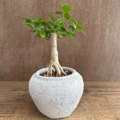 幹極太 多幸の木 ガジュマル 天然苔仕立て 陶器鉢 植え込み発送 - メルカリ